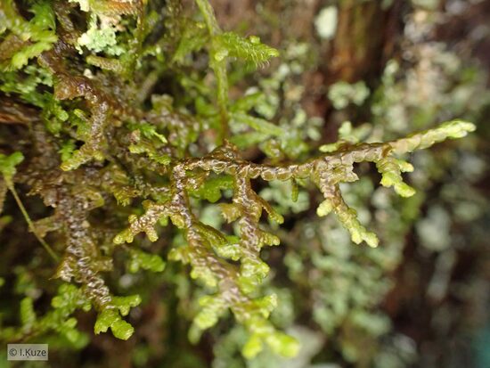Frullania tamarisci